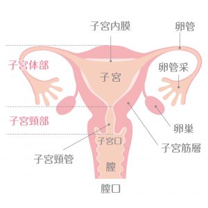 子宮の構造イメージ