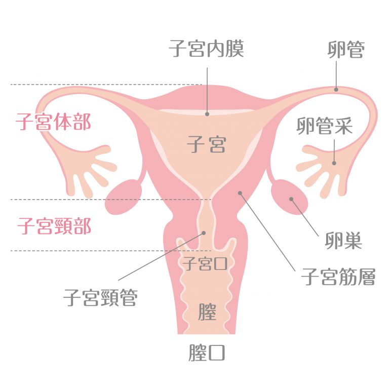 子宮の構造イメージ