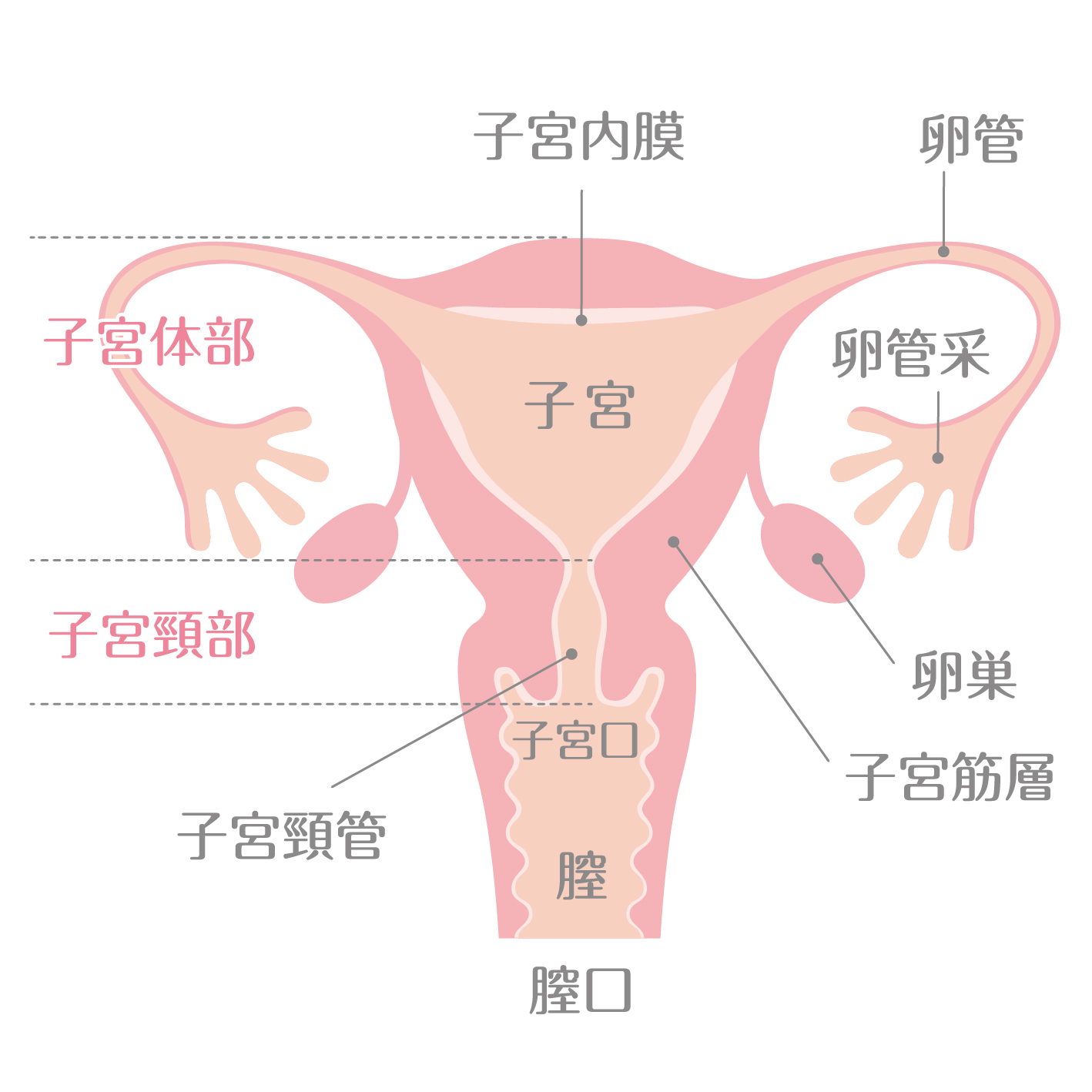 子宮の構造イメージ